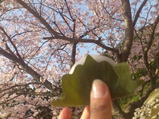 かしわもち