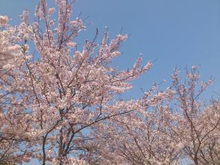 中之島公園の桜