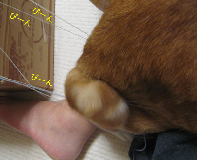 ぎゃあーーーーっヽ((◎д◎ ))ゝ