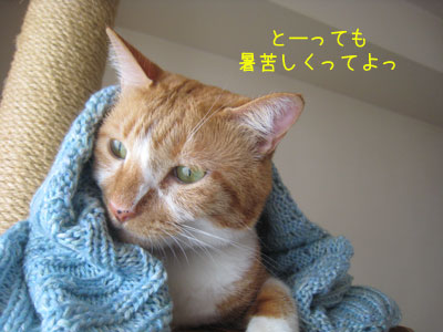 マダムしんこ