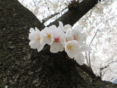 直生え