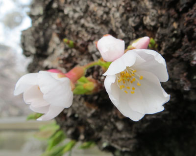 直生え2