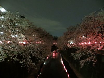 夜桜