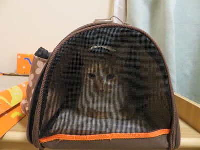 おでかけですか~?