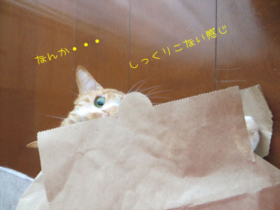 お古のがよかったのかorz
