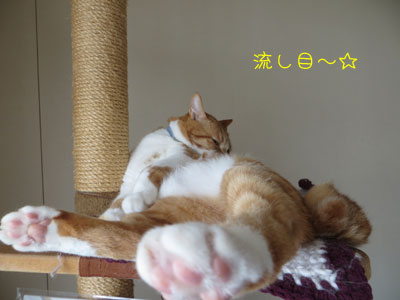 きゃぁ(〃▽〃)しんさま~っ
