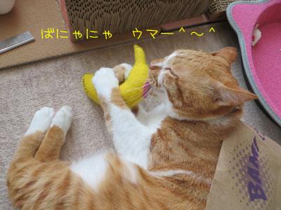 ばにゃにゃ~