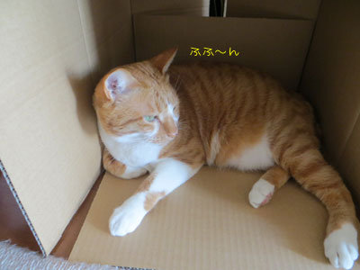 どや!