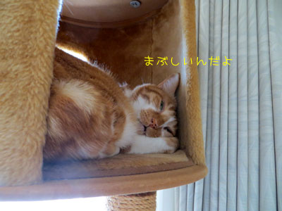 ゆる~く室内警備