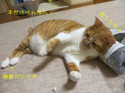 これでも楽しんでるんです・・・多分