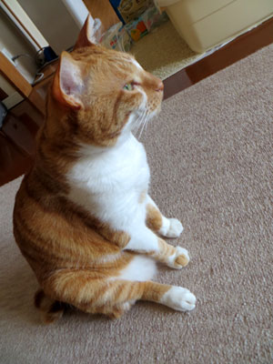 起きた