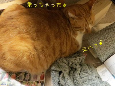 乗るのがおネコさま