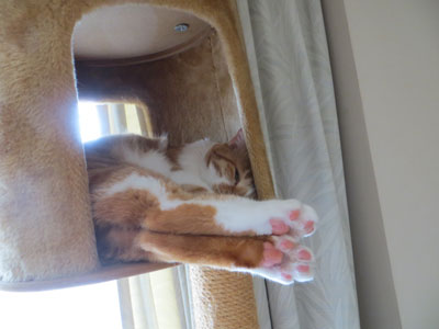 ふふ。。
