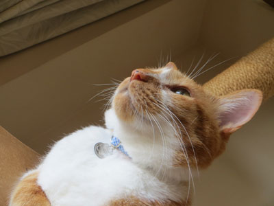 キャー( *≧艸≦)ステキぃ~