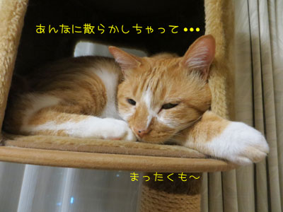 あぁあ。。。