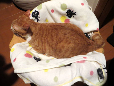 おやすみーzzZZZ