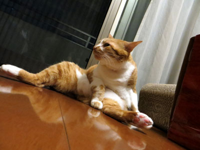 フトモモクールダウン