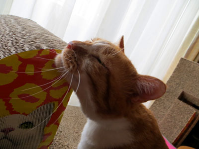 新しいツメトギ