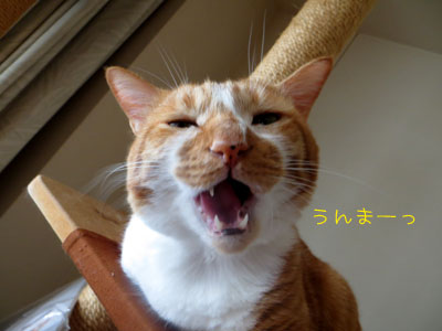 んまっ♪