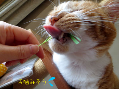 舌大丈夫か??