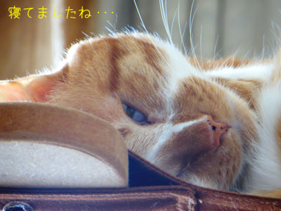 やっぱり・・・