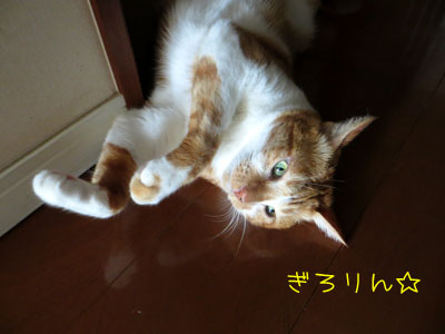 こりゃダメだ・・・