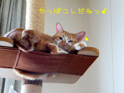 ゴキゲン