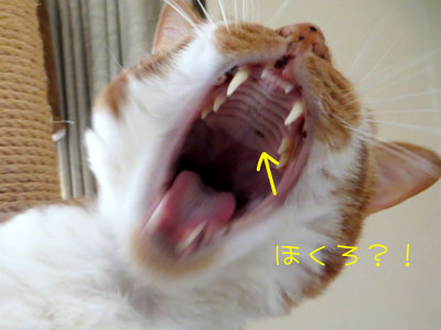 ぎゃおーす