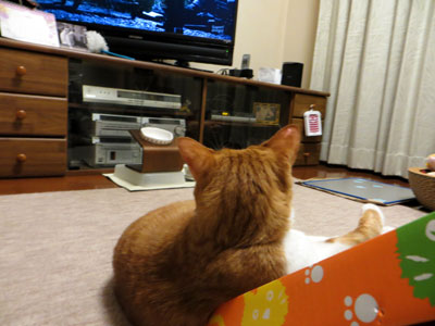 どきわく♪