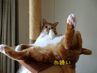 誘惑のぱっかん