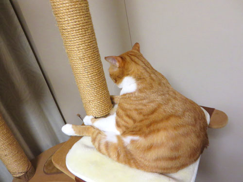 おすわり