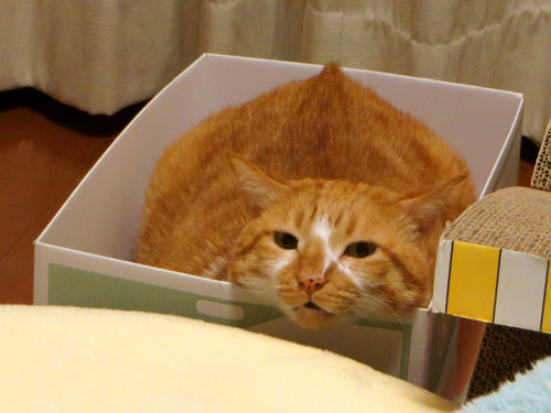 甘栗ぼうや