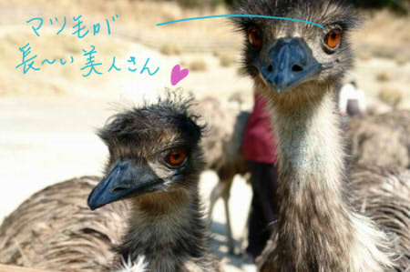 エミュー
