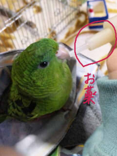 鳥さんのお薬