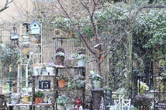 IMG_8433雪です