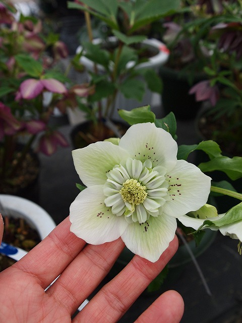 325花工房たんぽぽさん