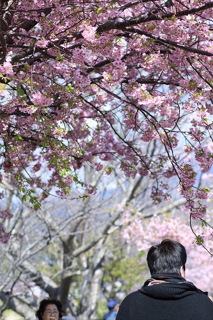 IMG_9947河津桜