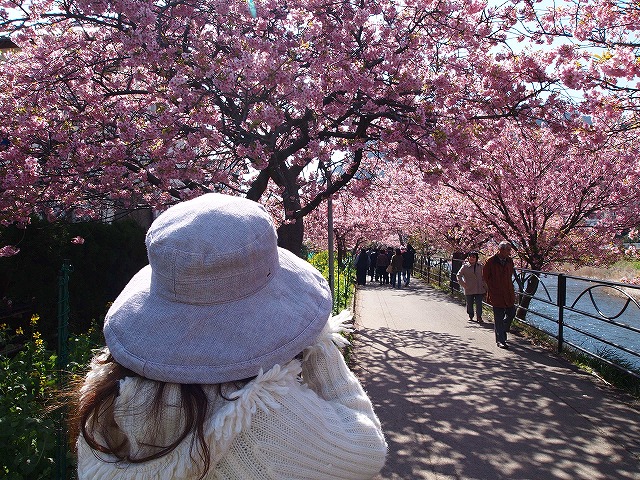 018河津桜