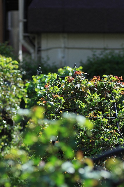 IMG_1125アーチの上