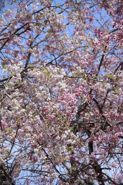 IMG_1464しだれ桜