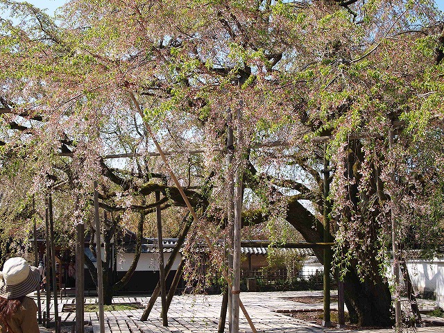 087醍醐寺