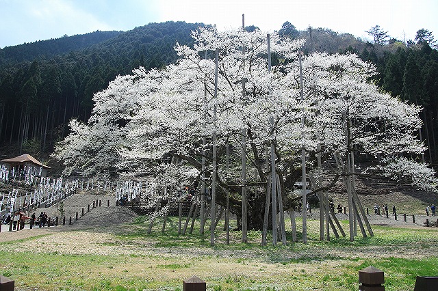 IMG_2480薄墨桜