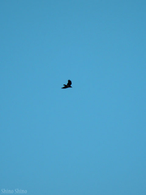 sfc2_120227
