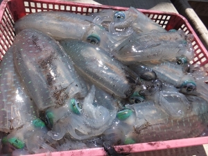 DSCF1263.jpg