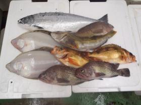 2鮮魚セット131