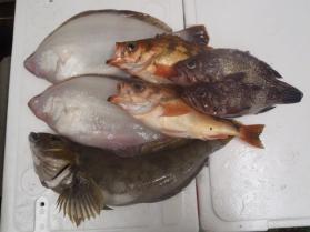 3鮮魚セット131