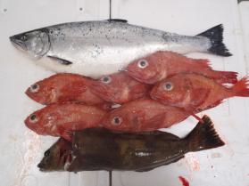 4鮮魚セット131