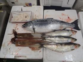 9鮮魚セット131