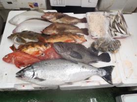 6鮮魚セット131
