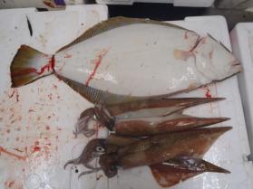 7鮮魚セット131